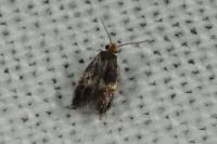 Stigmella