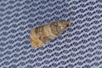 Piniphila bifasciana