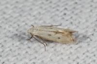 Elachista