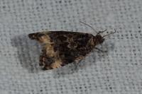 Endothenia