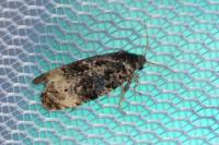 Endothenia gr. gentianaeana
