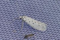 Yponomeuta