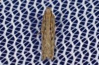 Scrobipalpa