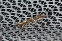 Acrocercops brongniardella
