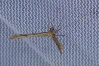 Agdistis tamaricis