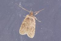 Agonopterix heracliana