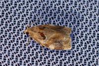 Archips xylosteana