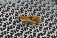 Batia lunaris