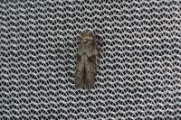 Blastobasis glandulella