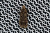 Bryotropha basaltinella