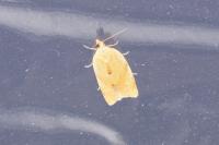 Clepsis consimilana