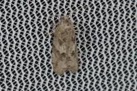 Cnephasia genitalana