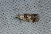 Neocochylis hybridella