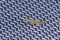 Coleophora glaucicolella