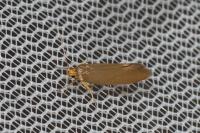 Crassa unitella