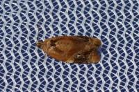 Ditula angustiorana
