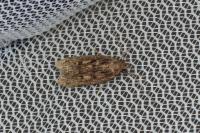 Hofmannophila pseudospretella