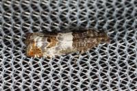 Notocelia trimaculana