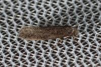 Elatobia fuliginosella