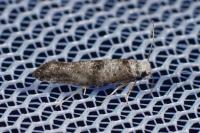 Paraswammerdamia nebulella