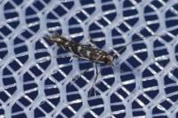 Parectopa ononidis