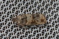 Piniphila bifasciana