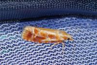 Rhyacionia buoliana