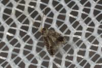Ectoedemia