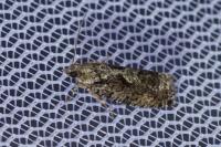 Zeiraphera isertana