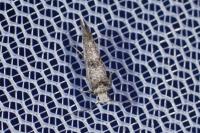 Paraswammerdamia nebulella