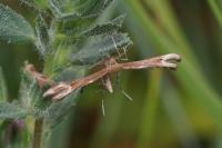 Marasmarcha lunaedactyla