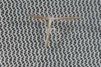 Stenoptilia zophodactyla