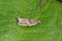 Ancylis comptana