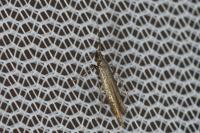 Coleophora mayrella