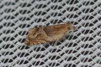 Ancylis comptana