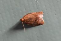 Clepsis consimilana