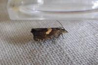 Dichrorampha petiverella