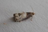 Notocelia roborana