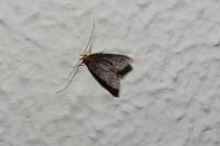 Eurodachtha pallicornella