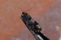 Ancylis achatana