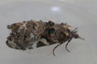 Phtheochroa rugosana