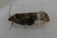 Hedya nubiferana