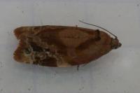 Ditula angustiorana