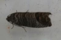 Cydia pomonella
