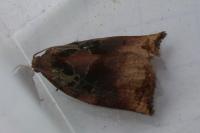 Archips podana