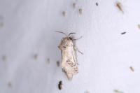 Parahypopta caestrum