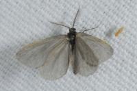 Rebelia plumella surientella