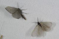 Rebelia plumella surientella