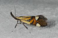Alabonia geoffrella