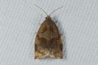Archips rosana